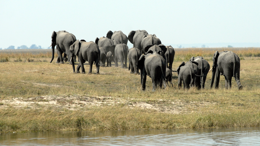 Esplorando il Botswana un viaggio indimenticabile