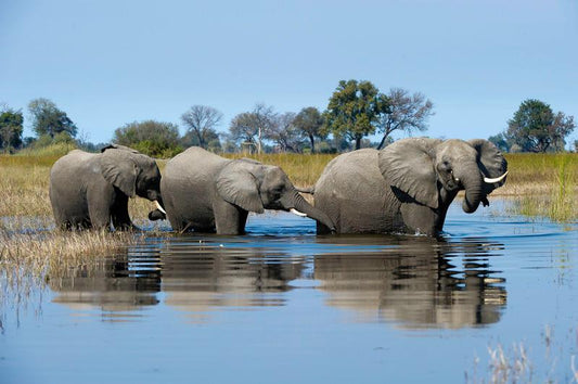 Safari in self drive in Botswana tutto quello che devi sapere