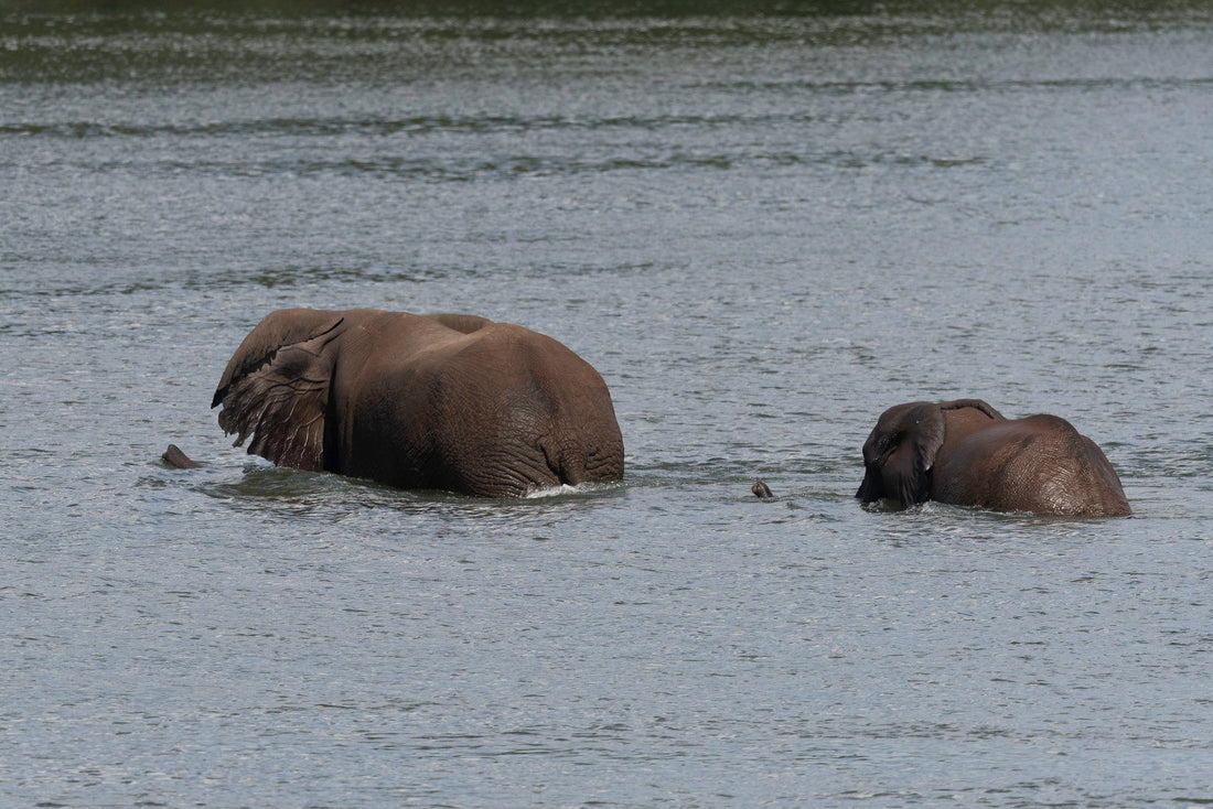 Parco nazionale di Hwange, avventura safari in Zimbabwe