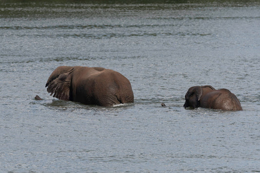 Parco nazionale di Hwange, avventura safari in Zimbabwe