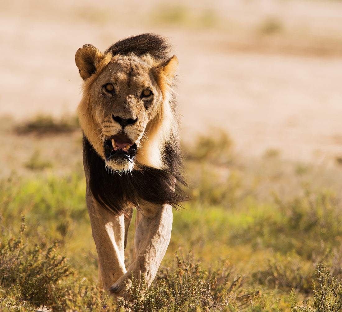 Polentswa Kgalagadi