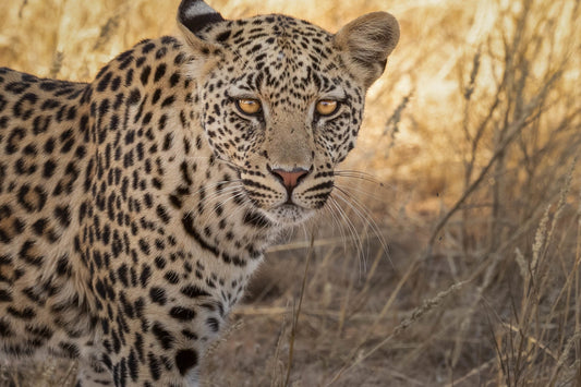 Kgalagadi Sudafrica ne vale la pena?