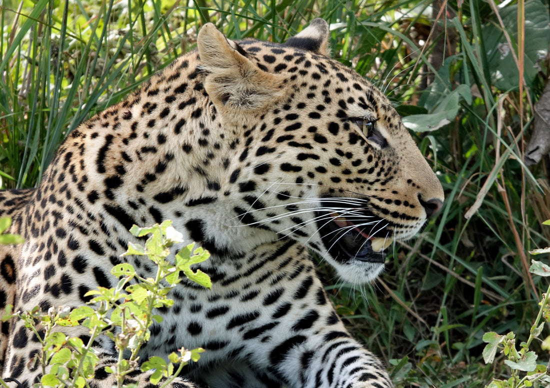 Zambia Kafue National Park