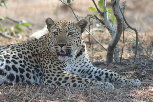 Kruger viaggio di 9 giorni