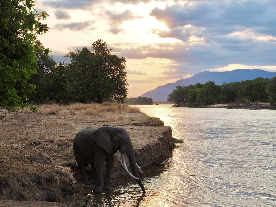 Parco nazionale Mana Pools Zimbabwe