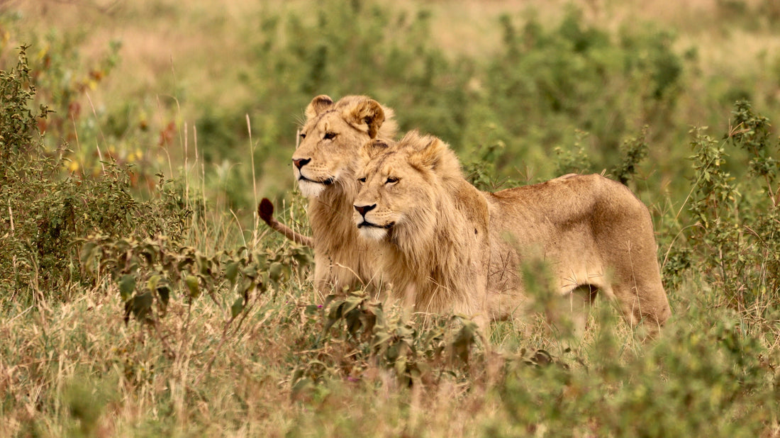 Cratere Ngorongoro