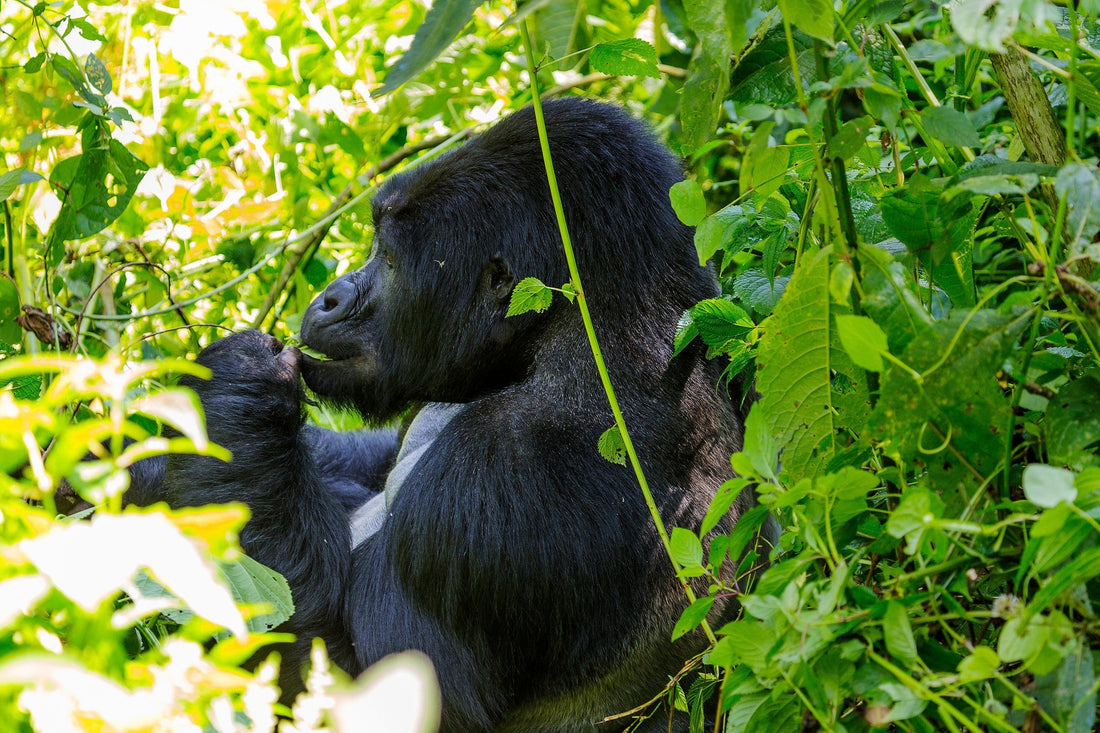 Uganda, la mia settimana nella perla d'Africa