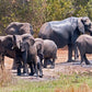 " INCONTRO CON I GORILLA "  20 Agosto 2025 viaggio di gruppo in Truck sistemazione Lodge