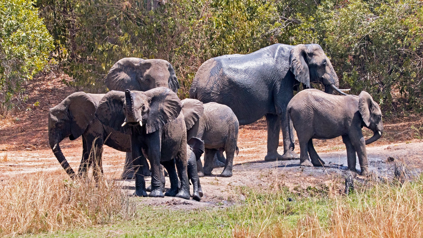 " INCONTRO CON I GORILLA "  20 Agosto 2025 viaggio di gruppo in Truck sistemazione Lodge