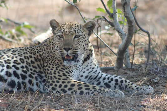 "ORO NASCOSTO" Kruger Eswatini partenza partenza 19 Aprile 2025 viaggio in Truck