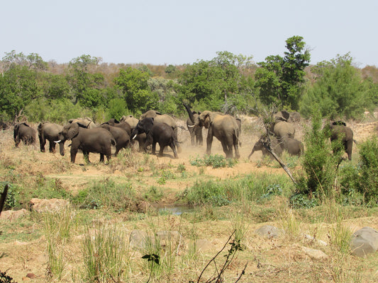 "ORO NASCOSTO" Kruger Eswatini partenza partenza 23 Agosto 2025