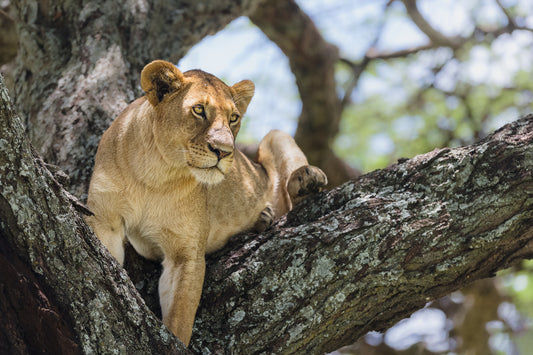 TANZANIA NATURA SELVAGGIA PARTENZA IL 15 MARZO 2025 SISTEMAZIONE TENDA TANZANIA