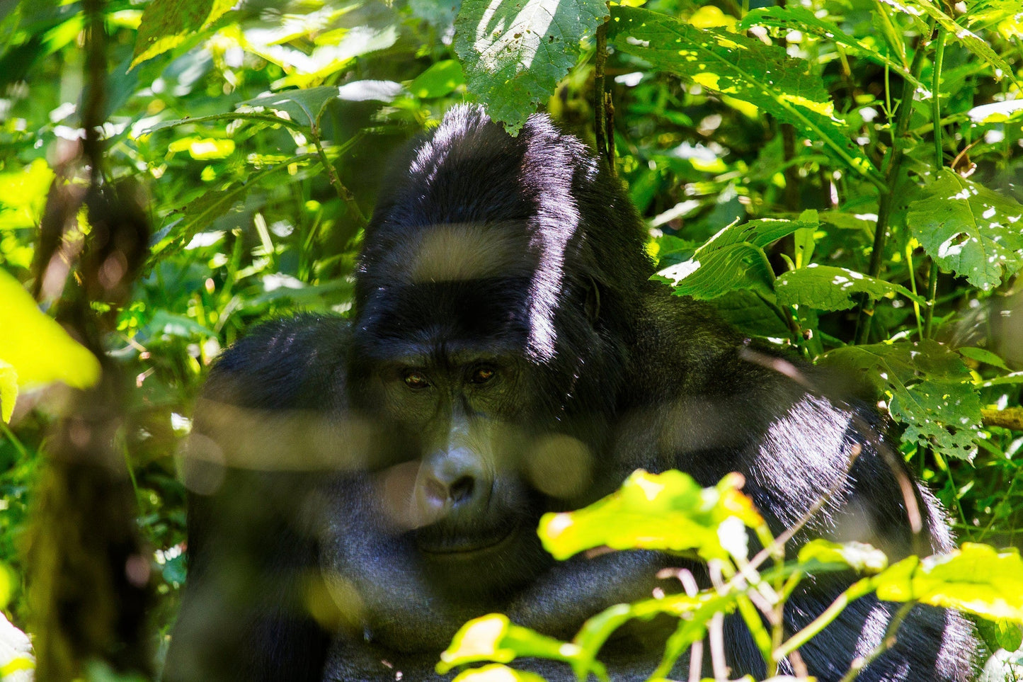 " INCONTRO CON I GORILLA "  20 Agosto 2025 viaggio di gruppo in Truck sistemazione Lodge