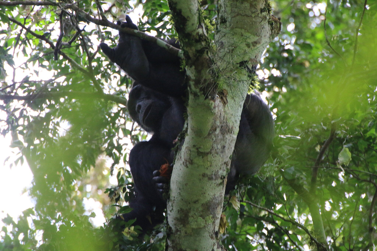 " INCONTRO CON I GORILLA "  20 Agosto 2025 viaggio di gruppo in Truck sistemazione Lodge