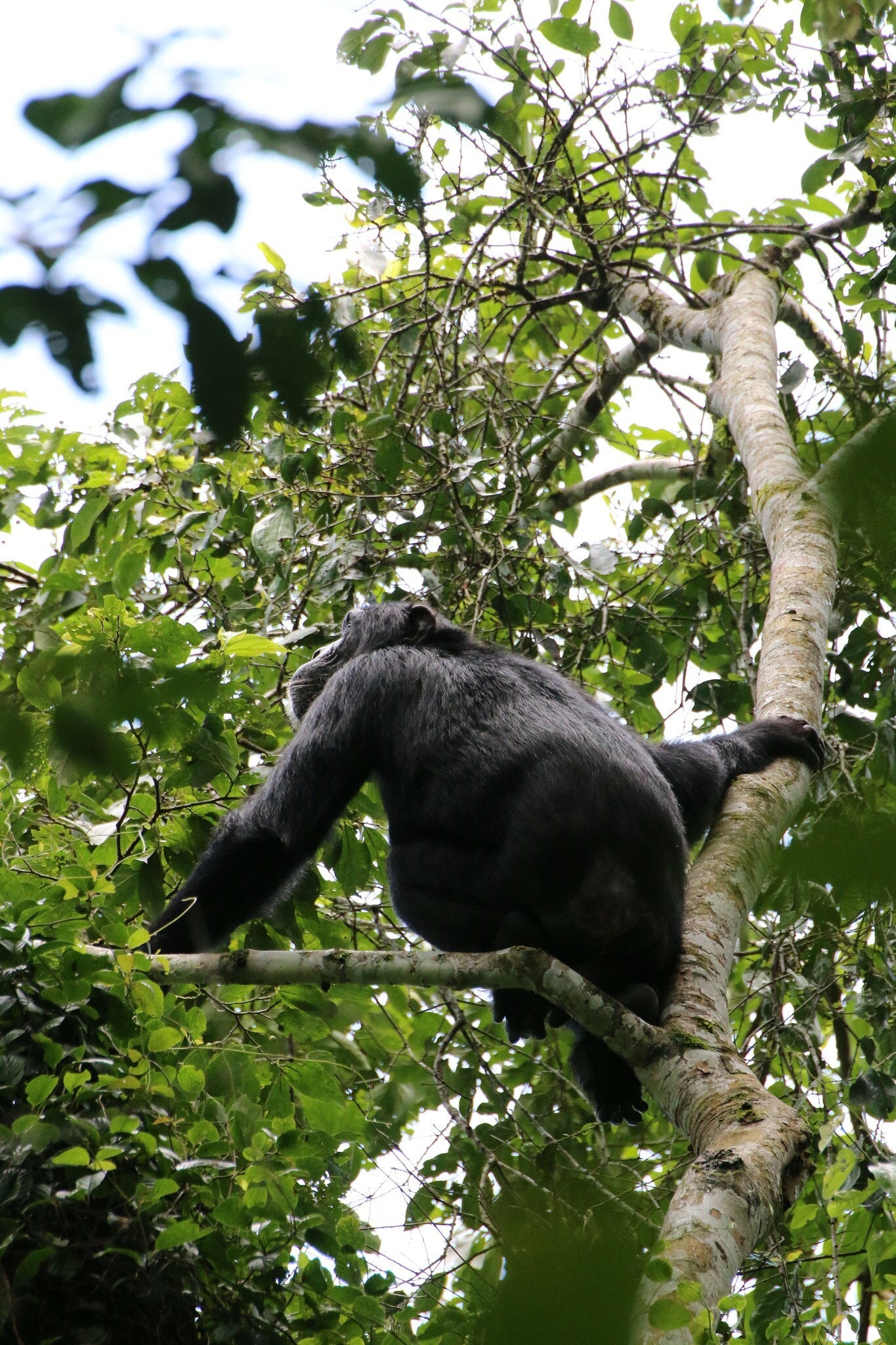 " INCONTRO CON I GORILLA "  20 Agosto 2025 viaggio di gruppo in Truck sistemazione Lodge