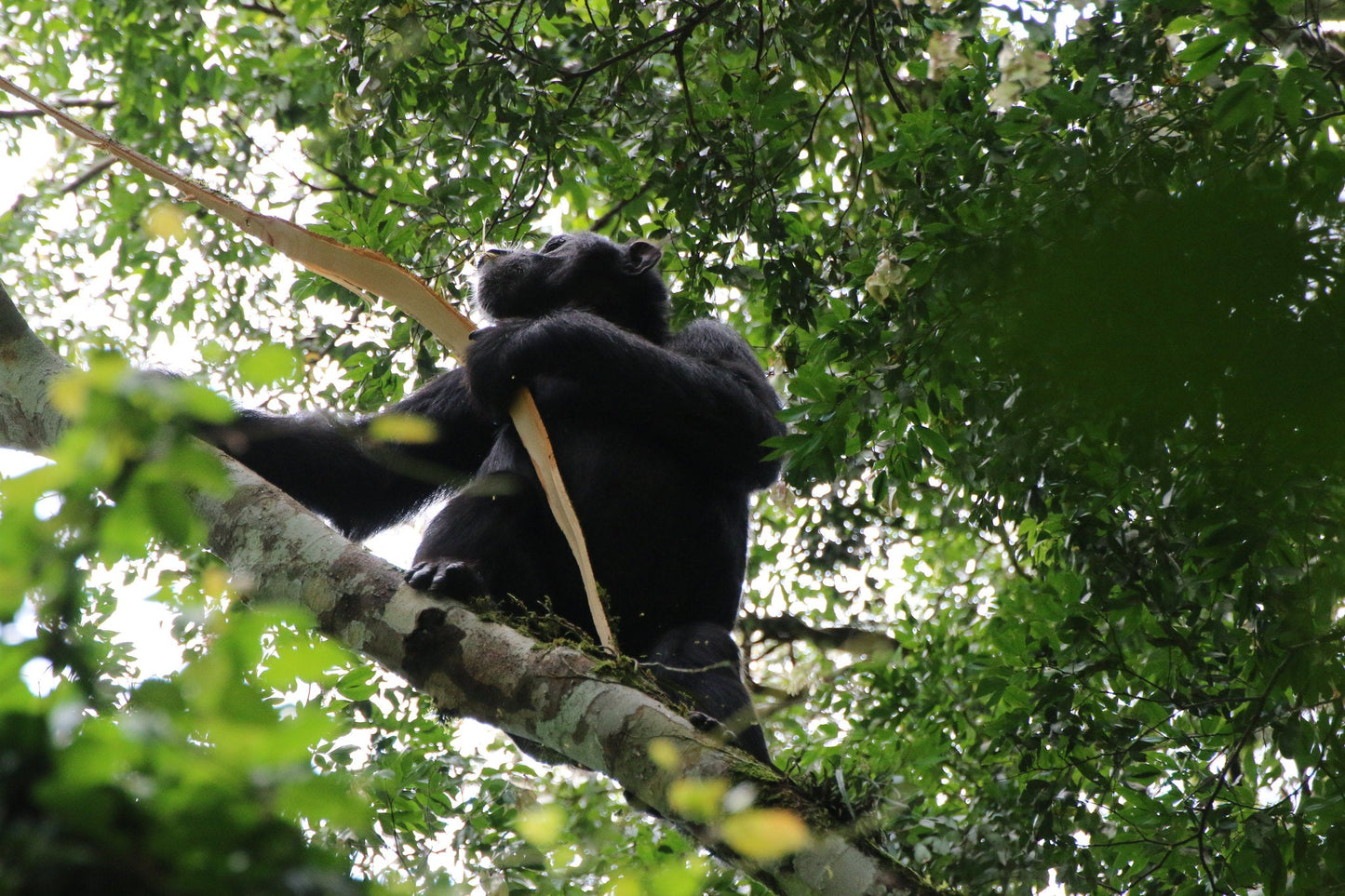 " INCONTRO CON I GORILLA "  20 Agosto 2025 viaggio di gruppo in Truck sistemazione Lodge