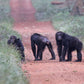 " INCONTRO CON I GORILLA "  20 Agosto 2025 viaggio di gruppo in Truck sistemazione Lodge