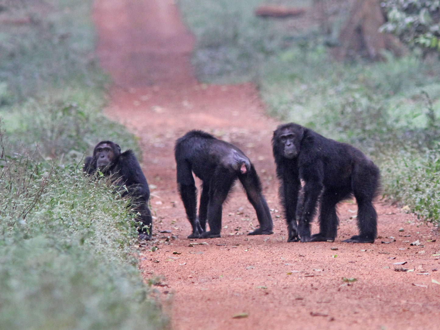 " INCONTRO CON I GORILLA "  20 Agosto 2025 viaggio di gruppo in Truck sistemazione Lodge