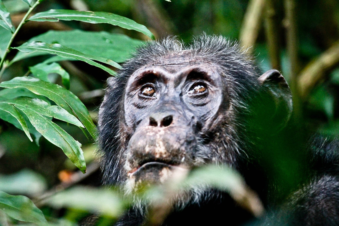 " INCONTRO CON I GORILLA "  20 Agosto 2025 viaggio di gruppo in Truck sistemazione Lodge